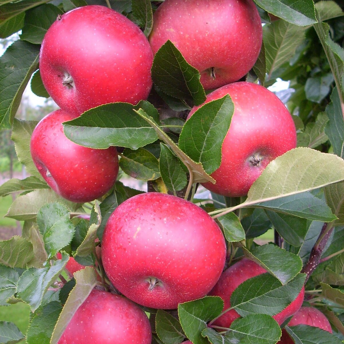 Grow a Columnar Apple Tree in Small Spaces