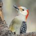 All About the Red-Bellied Woodpecker