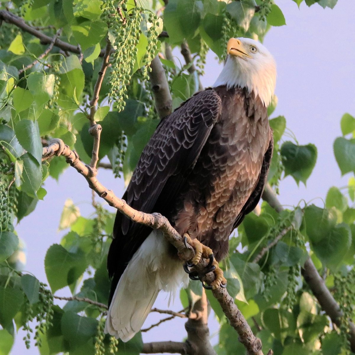 New Jersey Takes Bald Eagles off Endangered List