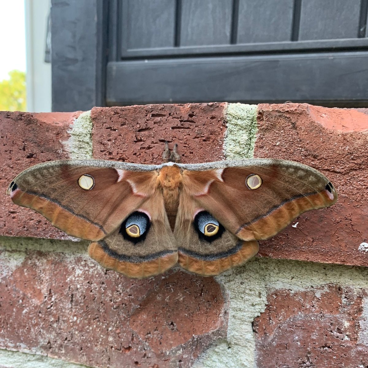 Attract Moths With Light and Bait