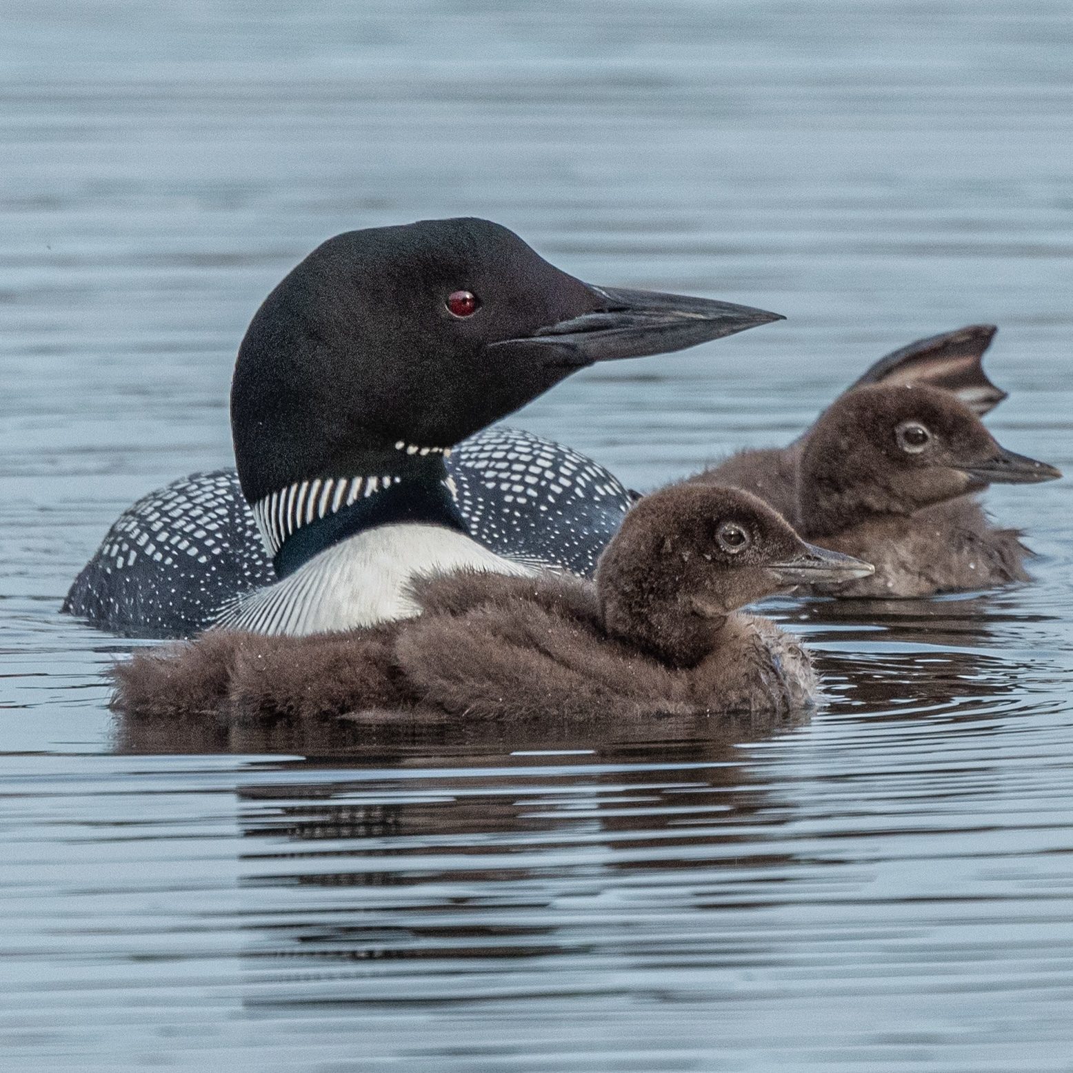 Meet the 2025 ABA Bird of the Year