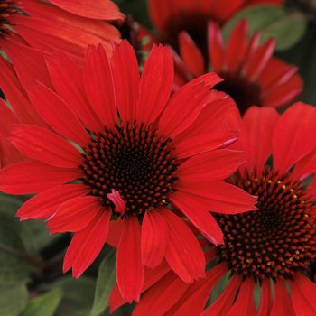 garden trends 45361 Echinacea Panama Red 2223mnc