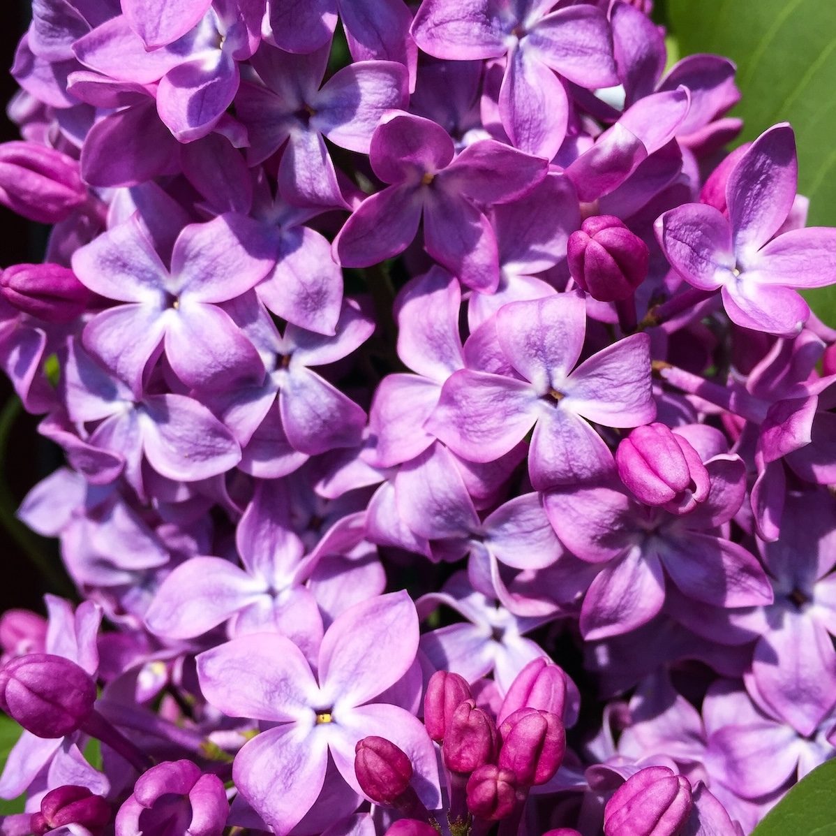 How and When to Prune Your Lilac Bush