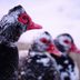 Meet the Muscovy Duck