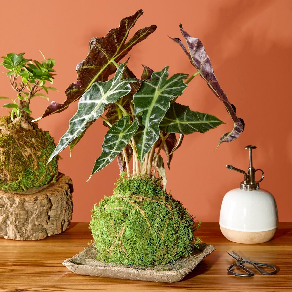 Make a Kokedama Ball Masterpiece for Your Home