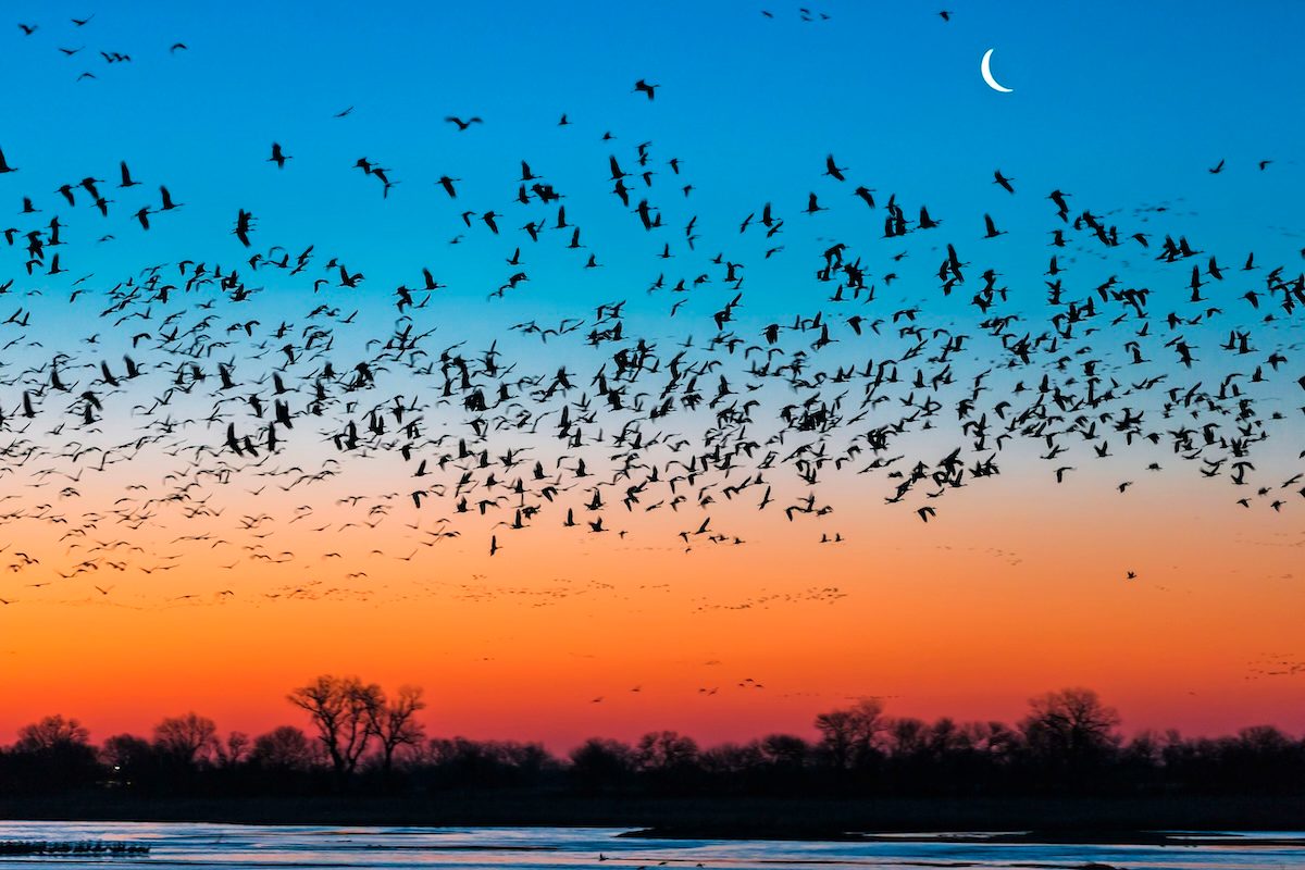 See Sandhill Crane Migration up Close