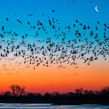 Flock Of Sandhill Crane (antigone Canadensis) Birds At Sunset, Platte River, Kearney, Nebraska, Usa