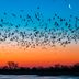 See Sandhill Crane Migration up Close