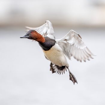 Flying Canvasback duck, redhead vs canvasback