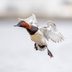 Redhead vs Canvasback: Duck Identification