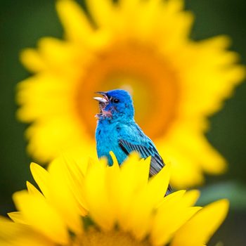 Indigo Bunting Bird On Sunflowers