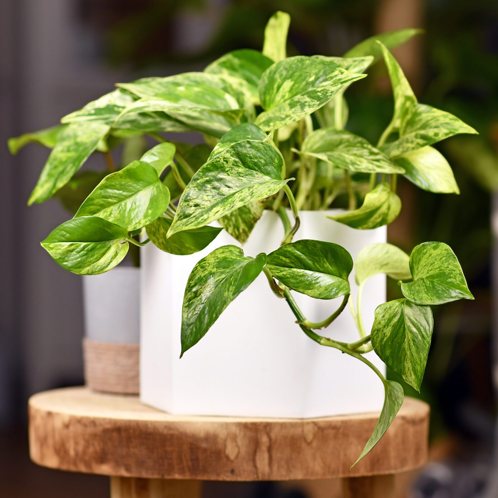 Pothos Plant Care and Growing Tips