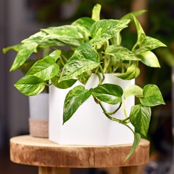 Tropical 'Epipremnum Aureum Marble Queen' pothos houseplant in flower pot