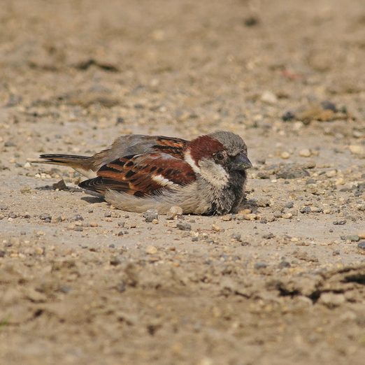 House Sparrow [Passer domesticus] bird dust bath