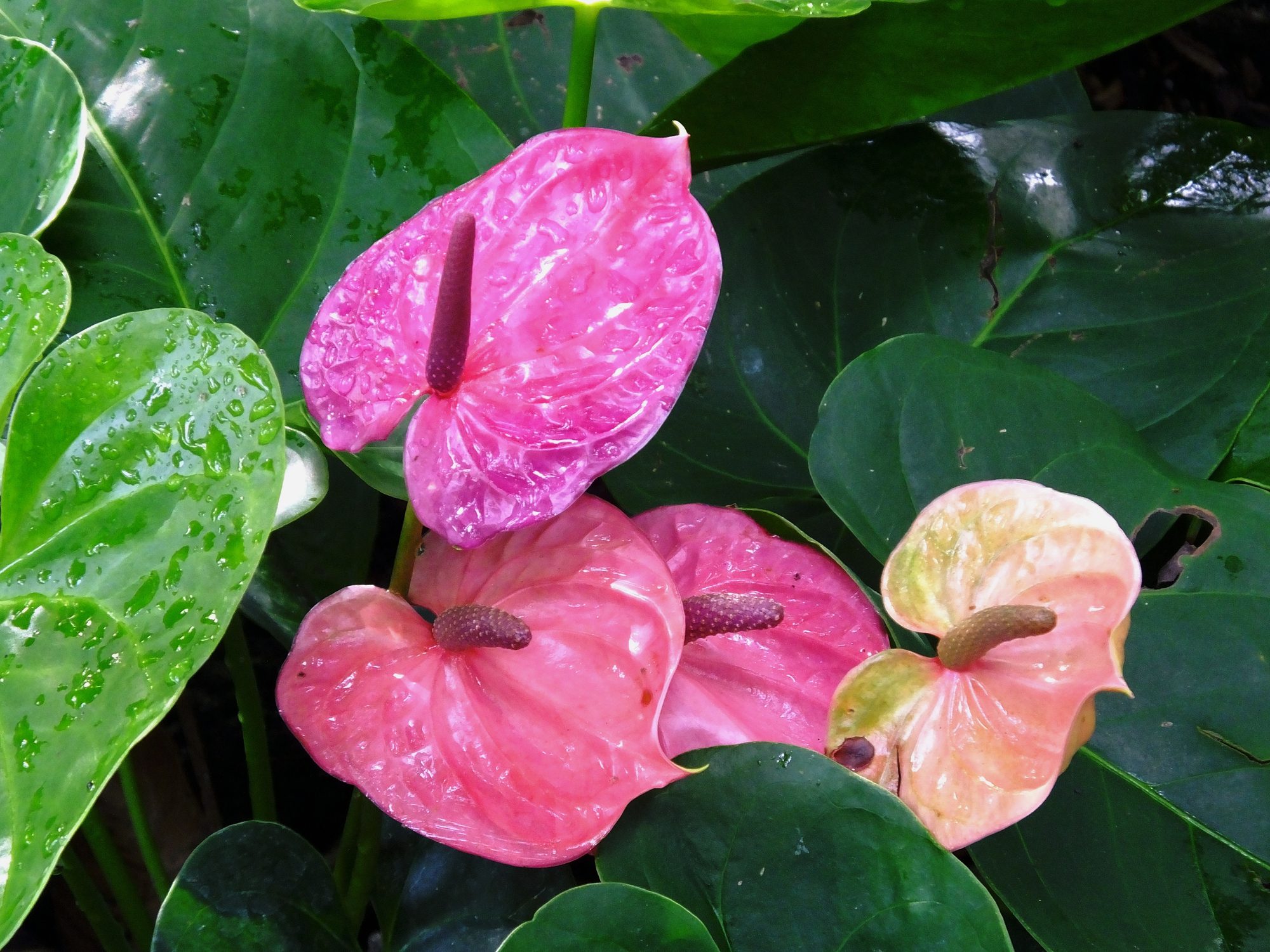 Grow Anthurium (Flamingo Lily) for Tropical Flair