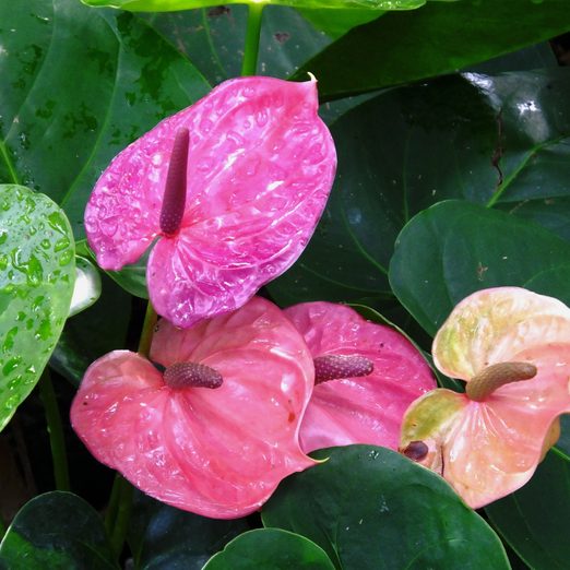 Flamingo Flower (Anthurium scherzerianum)