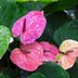 Grow Anthurium (Flamingo Lily) for Tropical Flair